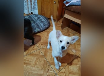 MAGGIE - kleine Hundedame