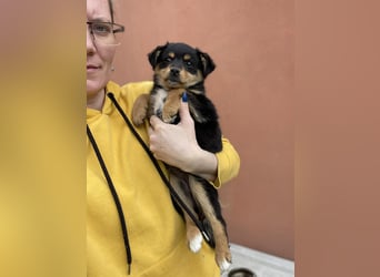 POLLY - kleine Herzensdame