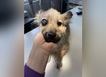 LUPIN - einäugiger Schatz sucht seine Menschen