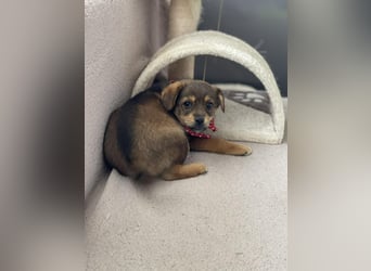 PETER - kleiner Herzensbrecher