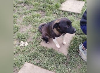 BONO - sucht sein Für-immer-Zuhause