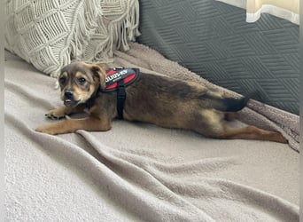 PETER - kleiner Herzensbrecher