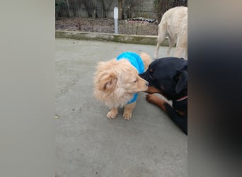 MICKY - sanfter Engel sucht seine Menschen