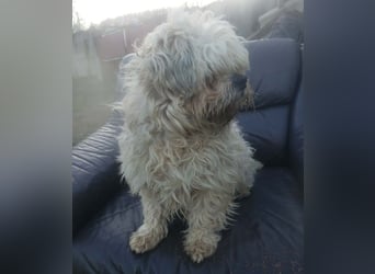 HAROO - liebevoller Zottel