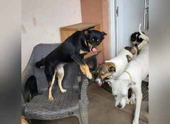 TANYA - sucht ihr Für-immer-Zuhause