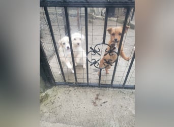 TOTO - kleine Frohnatur