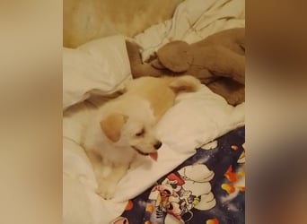 LUIS - kleiner Hundebub