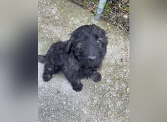 JAKE - süßer Zottel sucht seine Menschen *reserviert*