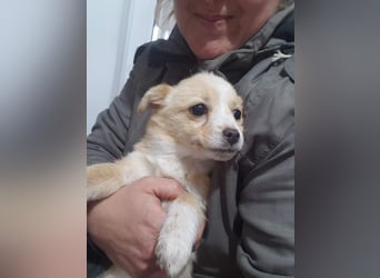 FIFI - kleine Zaubermaus