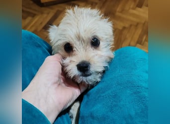 PIXEL - Traumzuhause gesucht