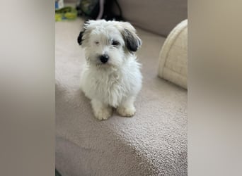 SNOWY - braucht ein eigenes Körbchen