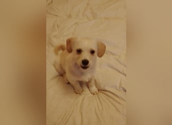 LUIS - kleiner Hundebub