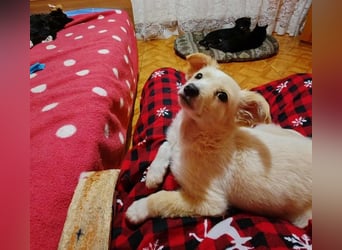 MAGGIE - kleine Hundedame