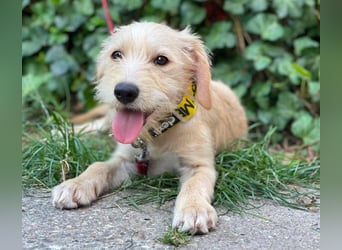 DAISY - verspieltes Hundemädchen