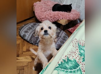 PIXEL - Traumzuhause gesucht