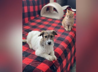 BRODIE - ist bereit für Abenteuer