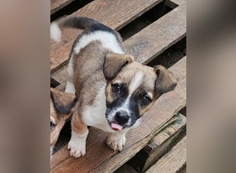 ZERINE - kleine Frohnatur *reserviert*