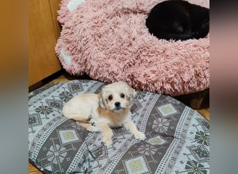 PIXEL - Traumzuhause gesucht