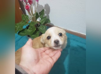 FIFI - kleine Zaubermaus