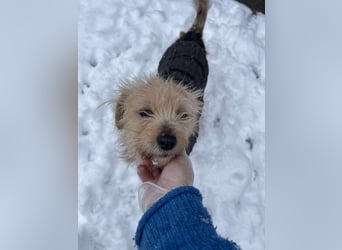 PIP - liebevolle Hundedame