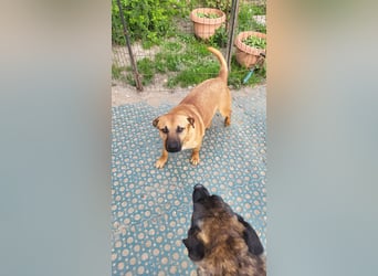 TEDDY - liebevoller Hundebub