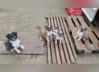 ZOLLY - Zuckerbub sucht seine Menschen