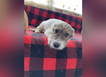 BRODIE - ist bereit für Abenteuer