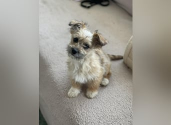 PEANUT - kleine Frohnatur sucht ihre Menschen