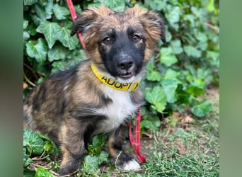 COOPER - verspielter Schatz
