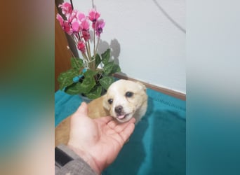 FIFI - kleine Zaubermaus