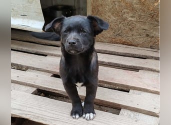 LORIS - Traumzuhause gesucht