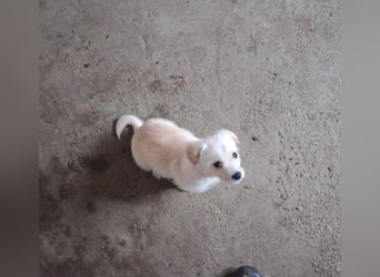 LUIS - kleiner Hundebub