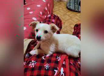 MAGGIE - kleine Hundedame