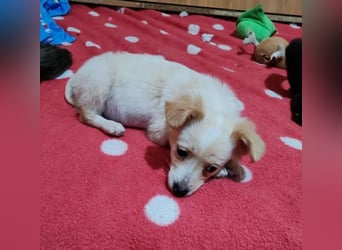 MAGGIE - kleine Hundedame