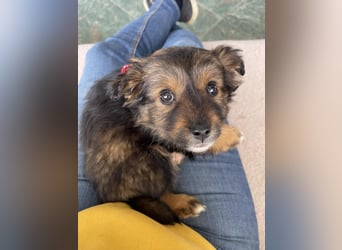 PENNY - kleine Zuckermaus