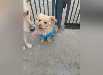 MICKY - sanfter Engel sucht seine Menschen