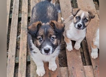 ZERINE - kleine Frohnatur *reserviert*