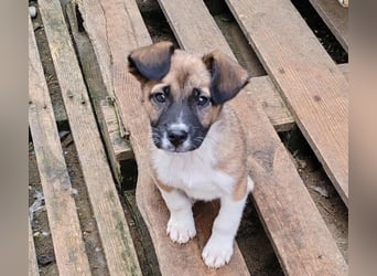 ZOLLY - Zuckerbub sucht seine Menschen