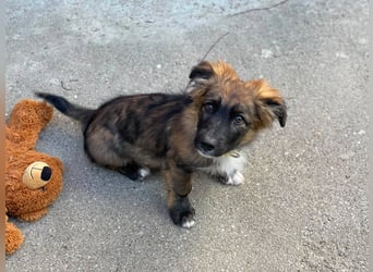 COOPER - verspielter Schatz