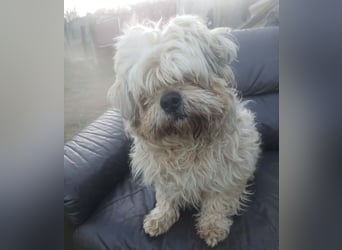 HAROO - liebevoller Zottel