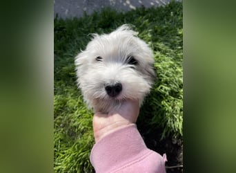 SNOWY - braucht ein eigenes Körbchen