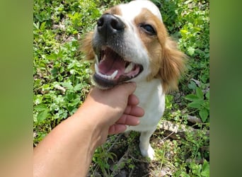 ILA - sanfte Seele sucht ihre Menschen