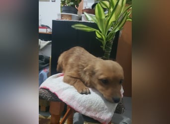 TOTO - kleine Frohnatur