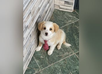 PERRY - kleiner Zuckerbub *reserviert*