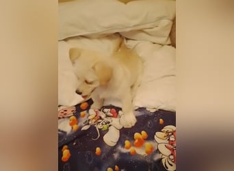 LUIS - kleiner Hundebub