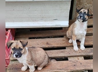 ZOLLY - Zuckerbub sucht seine Menschen