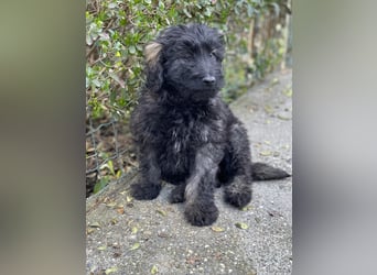 JAKE - süßer Zottel sucht seine Menschen *reserviert*