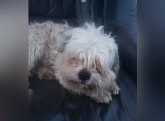 HAROO - liebevoller Zottel