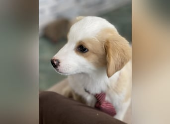 PERRY - kleiner Zuckerbub *reserviert*