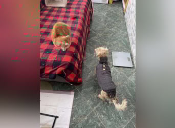 PIP - liebevolle Hundedame